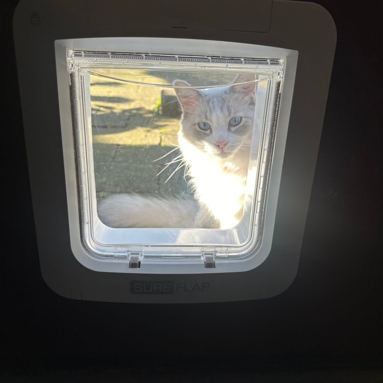 Kattenluik geplaatst in Amersfoort, foto 1